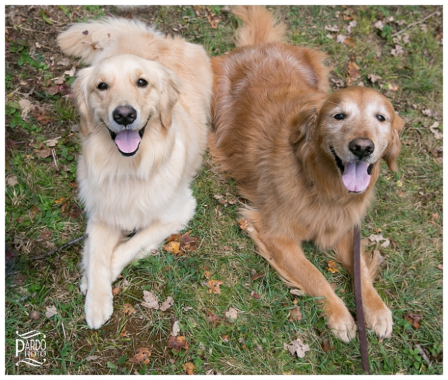 Pets-Family-Sessions-Pardo-Photo_0004